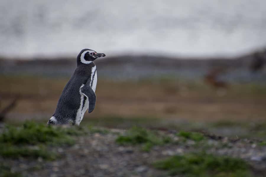 Ushuaia: Catamaran Sailing to Penguin Island - Comfort, food, and where to sit for better views in the cold