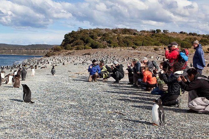 Ushuaia: Martillo Island and Walk Among Penguins Full-Day Tour - Meeting at the Tourist Dock and timing that affects everything