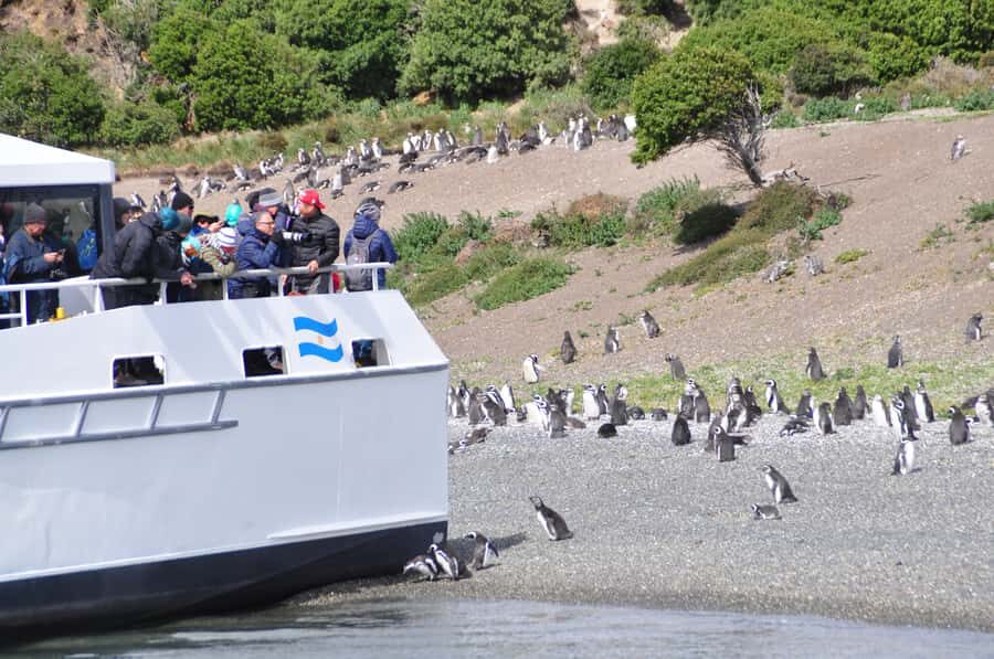 Ushuaia: Penguin Watching Tour by Catamaran - Key Highlights You’ll Care About