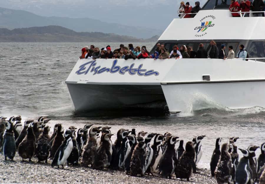 Ushuaia: Penguin Watching Tour by Catamaran - Bird Island and Sea Lion Island: the loud wildlife warm-up