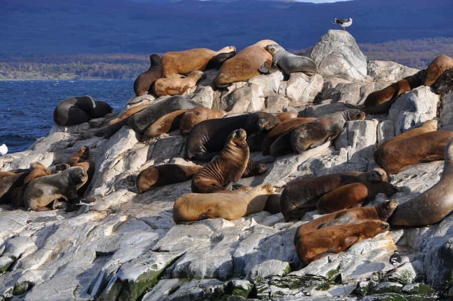 Ushuaia: Penguin Watching Tour by Catamaran - Martillo (Penguin) Island: what close means on this tour
