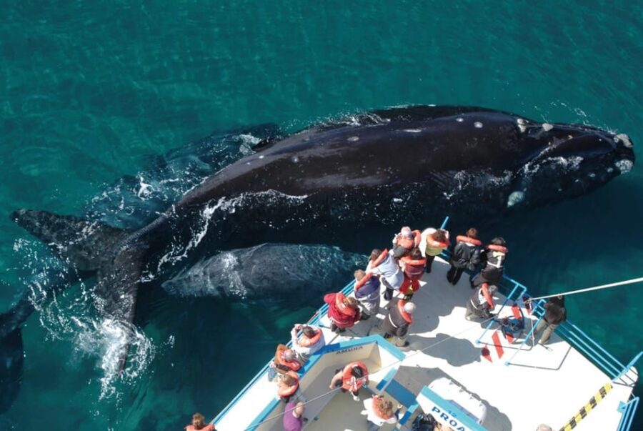 Valdes Peninsula: Full Day with Whale Watching - Key highlights worth your attention