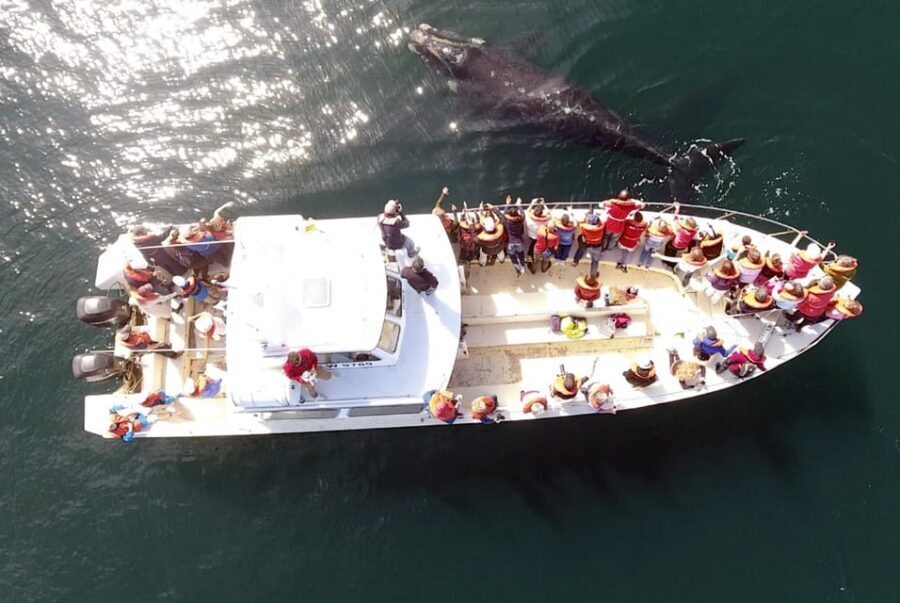 Valdes Peninsula: Full Day with Whale Watching - From Puerto Madryn out to Valdés: why the early start matters