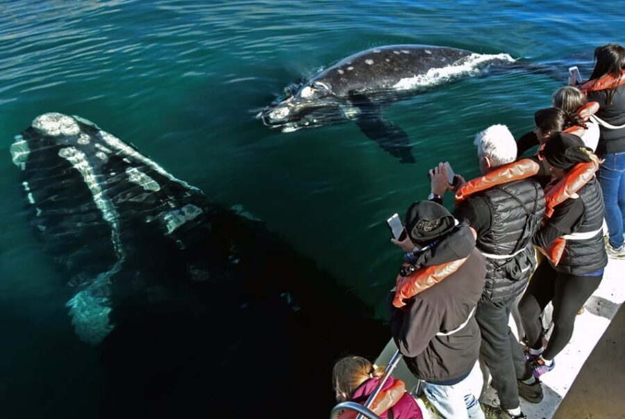 Valdes Peninsula: Full Day with Whale Watching - Puerto Pirámides boat time: how to maximize your chances