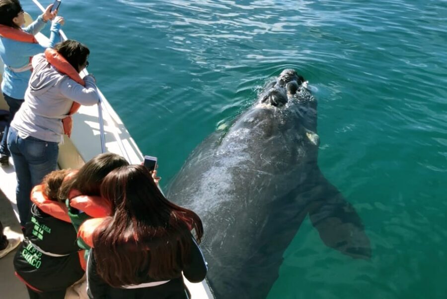 Valdes Peninsula: Full Day with Whale Watching - Punta Cantor, Caleta Valdés, and the seal-filled beaches