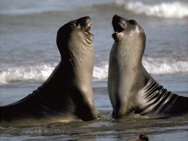 Valdes Peninsula: Full Day with Whale Watching - Salinas Grande and Chica: the land wildlife safari feel