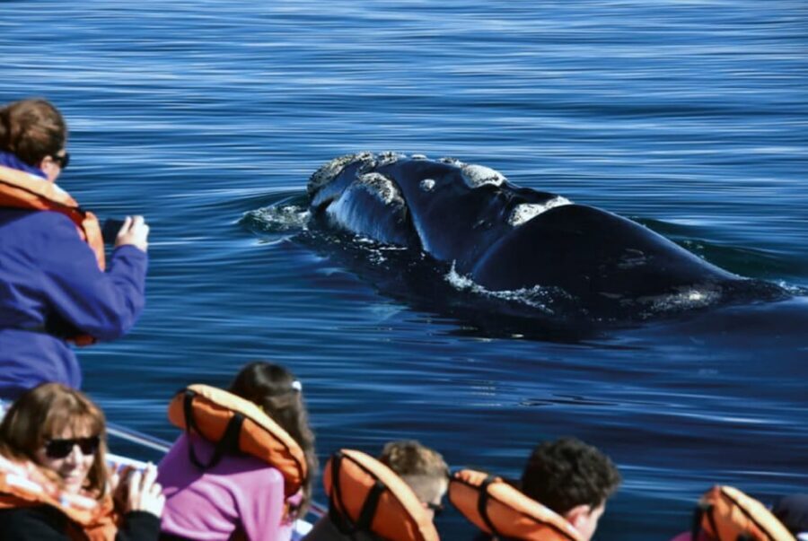Valdes Peninsula: Full Day with Whale Watching - Pace, comfort, and the 12-hour reality check