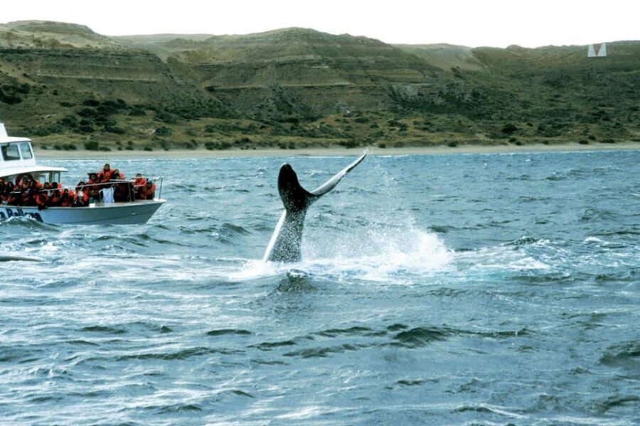 Valdes Peninsula: Full Day with Whale Watching - Price and value: what $298 buys you in real terms
