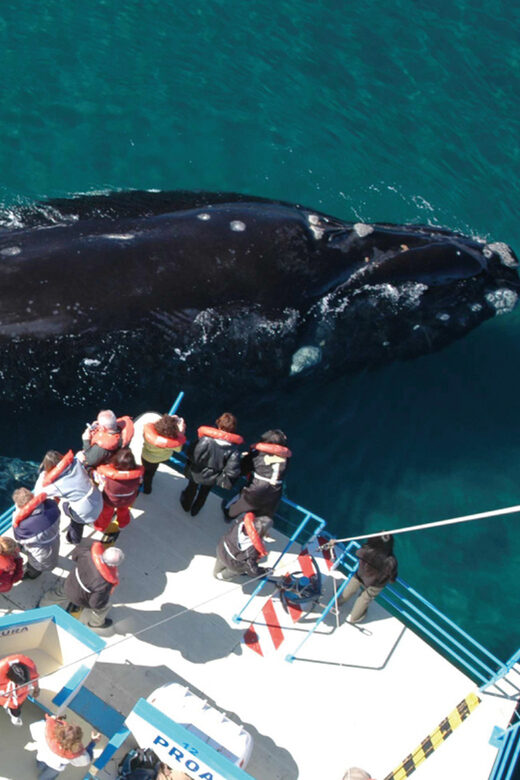 Valdes Peninsula: Full Day with Whale Watching - UNESCO Valdés Peninsula: what you’re really buying with your ticket