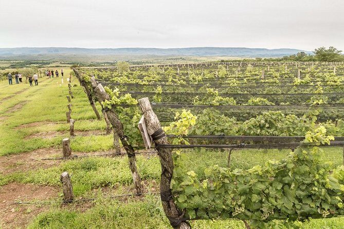 Wine Tour Privado a Calamuchita, Córdoba - Argentina - Key reasons this Córdoba-to-Calamuchita wine tour scores so high